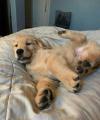 Puppies for sale Netherlands, Rotterdam Golden Retriever