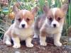 Puppies for sale United Kingdom, Aberdeen , Pembroke Welsh Corgi