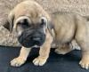 Puppies for sale Netherlands, Amsterdam , cane corso