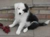 Puppies for sale Poland, Warsaw Border Collie