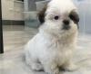 Puppies for sale Germany, Berlin Shih Tzu