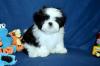 Puppies for sale Germany, Dusseldorf Shih Tzu