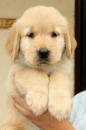 Puppies for sale Netherlands, Amsterdam Golden Retriever