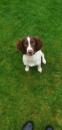 Puppies for sale Germany, Berlin English Springer Spaniel
