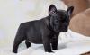 Puppies for sale Italy, Vicenza French Bulldog