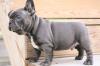 Puppies for sale Italy, Bari French Bulldog