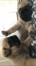 Puppies for sale Kyrgyzstan, Bishkek Pug