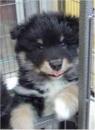 Puppies for sale Germany, Aachen Swedish Lapphund