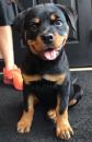 Puppies for sale Spain, Albacete Rottweiler