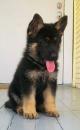 Puppies for sale Spain, Barcelona German Dog