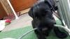Puppies for sale Italy, Ancona Mittelshnautser