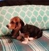 Puppies for sale Spain, Madrid Basset Hound