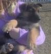 Puppies for sale Belgium, Bruges German Dog
