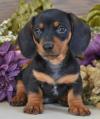 Puppies for sale Spain, Madrid Dachshund