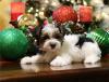 Puppies for sale Spain, Albacete Other breed, BIEWER YORKIE