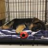 Puppies for sale Italy, Naples German Dog