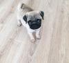 Puppies for sale Kazakhstan, Oral Pug