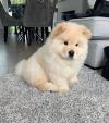 Puppies for sale Spain, Madrid Chow Chow