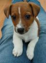 Puppies for sale Spain, Madrid Jack Russell Terrier