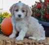 Puppies for sale Spain, Albacete Mixed breed, CAVACHON