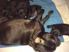 Puppies for sale Kyrgyzstan, Osh Pug