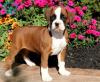 Puppies for sale Spain, Barcelona Boxer