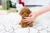 Puppies for sale Greece, Larissa Yorkshire Terrier