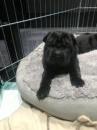 Puppies for sale Spain, Albacete Shar Pei