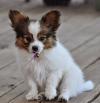 Puppies for sale Spain, Albacete Papillon and Phalene
