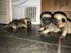 Puppies for sale Kazakhstan, Temirtau Pug