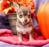 Puppies for sale Italy, Parma Chihuahua