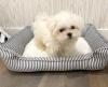 Puppies for sale Belgium, Brussels Maltese
