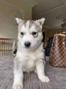 Puppies for sale Hungary, Budapest Haski