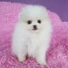 Puppies for sale Italy, Perugia Pomeranian Spitz