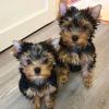 Puppies for sale Italy, Rome , Yorkshire terrier