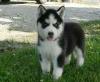 Puppies for sale Denmark, Kopenagen Haski