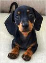 Puppies for sale Poland, , Dachshund Puppies