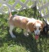Puppies for sale Germany, Berlin Beagle
