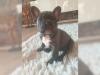 Puppies for sale Greece, Patra French Bulldog