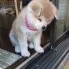 Puppies for sale Italy, Ancona Akita