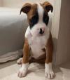 Puppies for sale Germany, Berlin Boxer