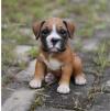 Puppies for sale Belgium, Brussels , Boxer