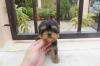 Puppies for sale Italy, Rapallo Yorkshire Terrier