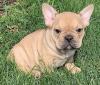 Puppies for sale Turkmenistan, Ashgabat French Bulldog