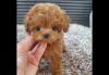 Puppies for sale Cyprus, Larnaca Toy-poodle