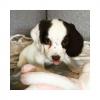 Puppies for sale Italy, Monza Cocker Spaniel