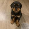 Puppies for sale Italy, Pisa Rottweiler