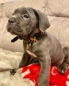 Puppies for sale Germany, Berlin Other breed