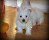 Puppies for sale Netherlands, Maastricht West Highland White Terrier