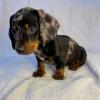 Puppies for sale Italy, Brescia Dachshund